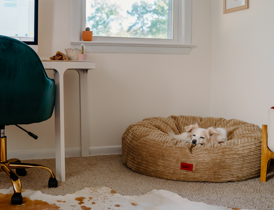 How to Clean a Dog Bed