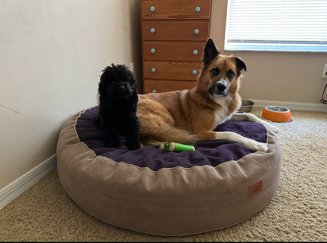 Two dogs in a bedroom on a cordaroys dog bed.