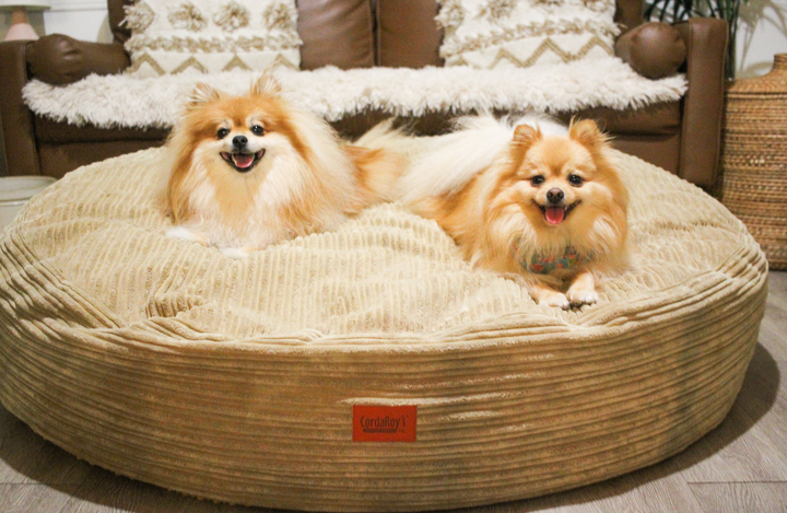 Two dogs on a CordaRoy's dog bed. 