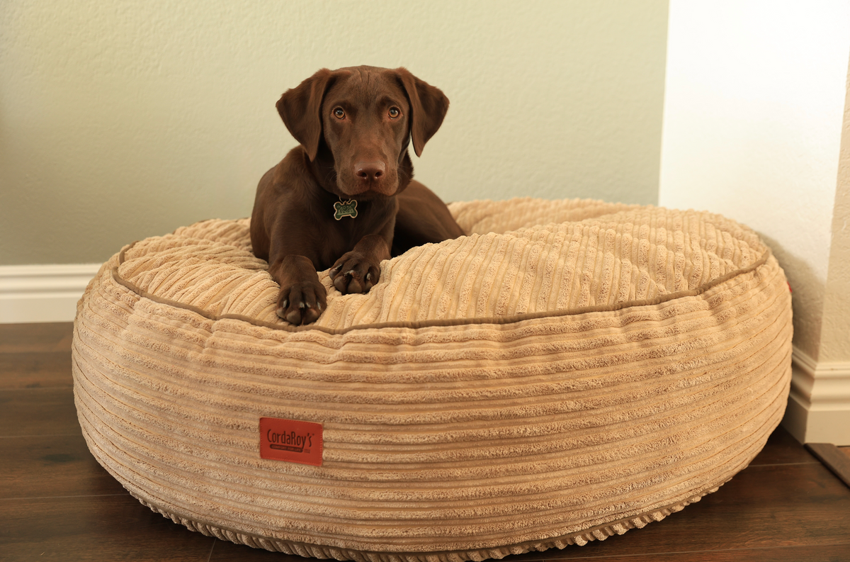 A brown lab sits on a cordaroys dog bed. 