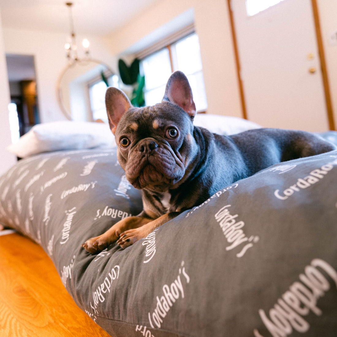 Why Do Dogs Dig and Scratch Their Beds