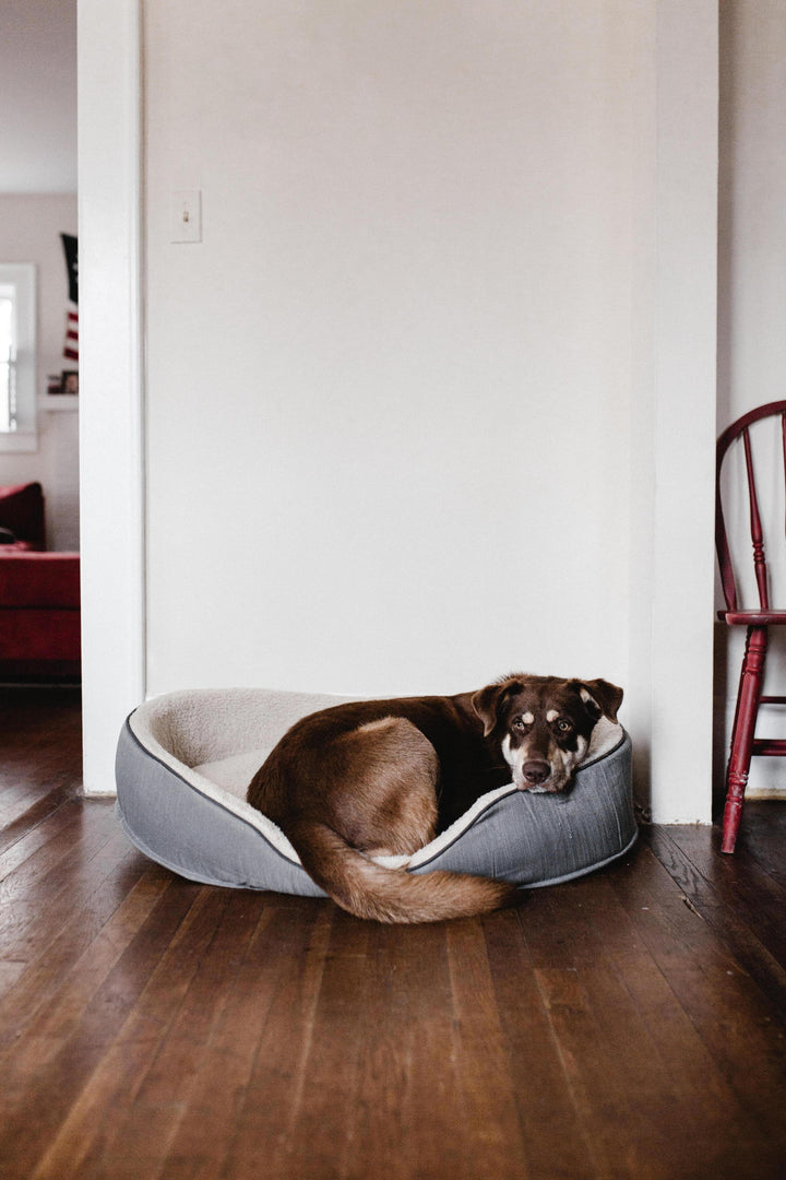 What To Look for in a Pet Bed?