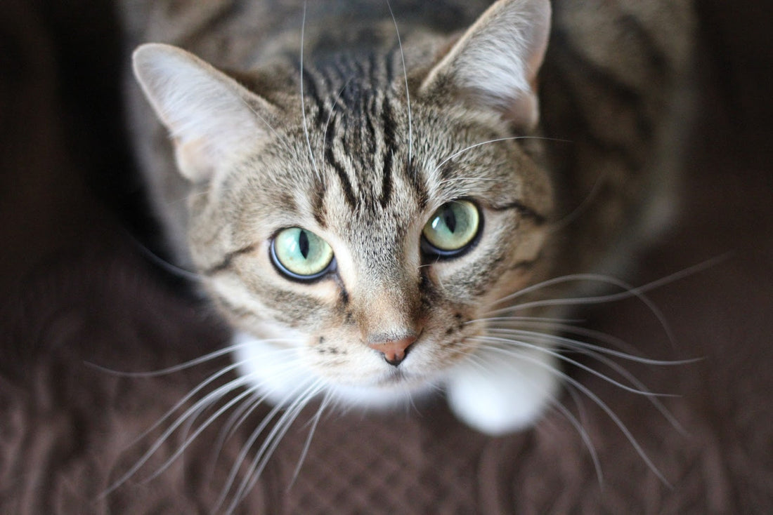 A cat sitting on a bean bag chair looking at the camera. 