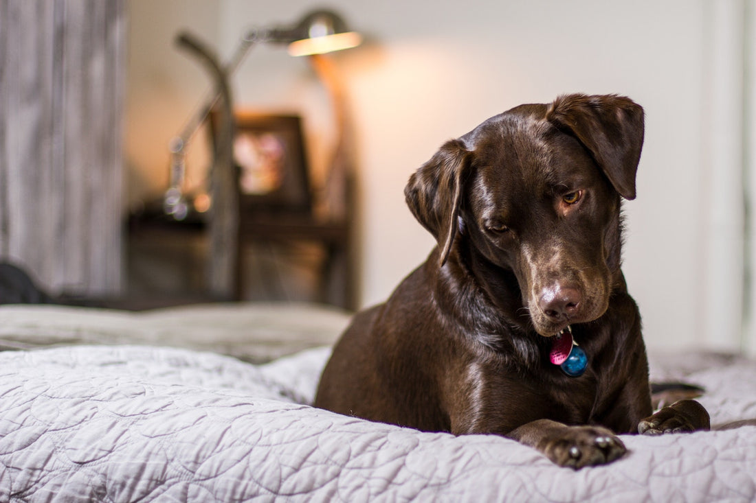 How To Stop a Dog From Chewing Their Bed