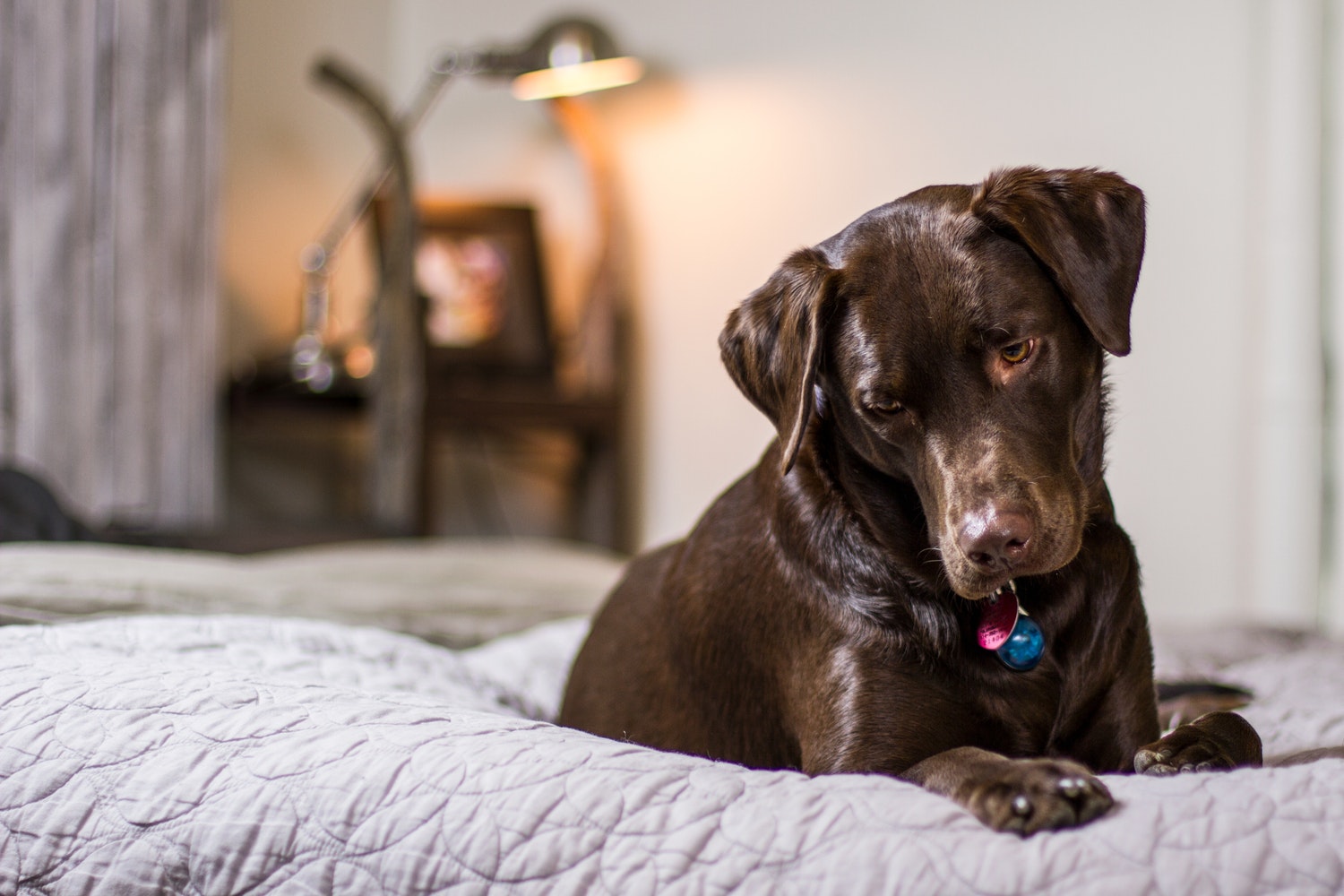 How To Stop a Dog From Chewing Their Bed