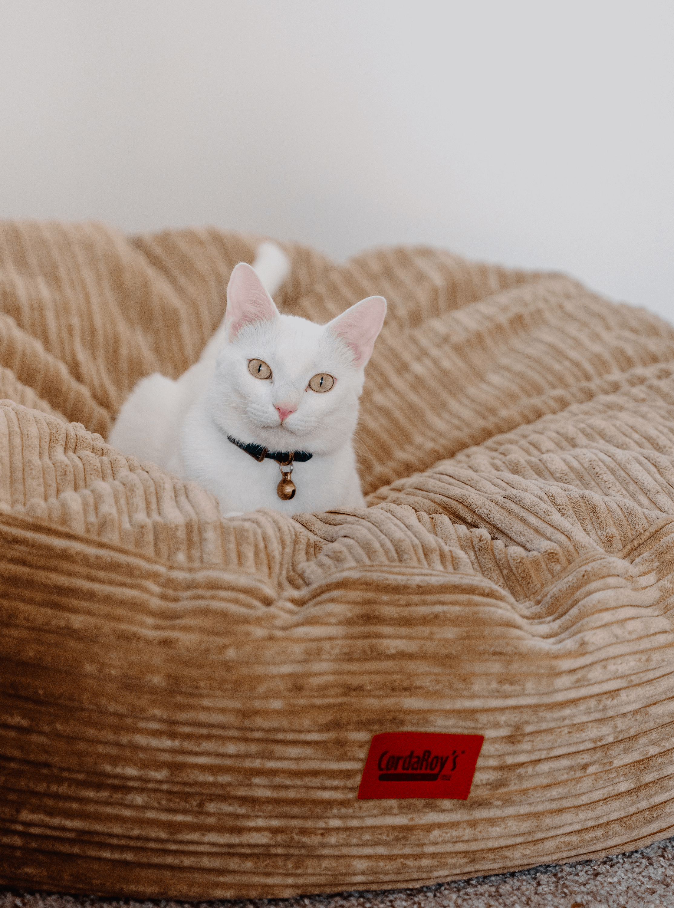 30 Inch Forever Dog Beds (Waterproof) - Terry Corduroy