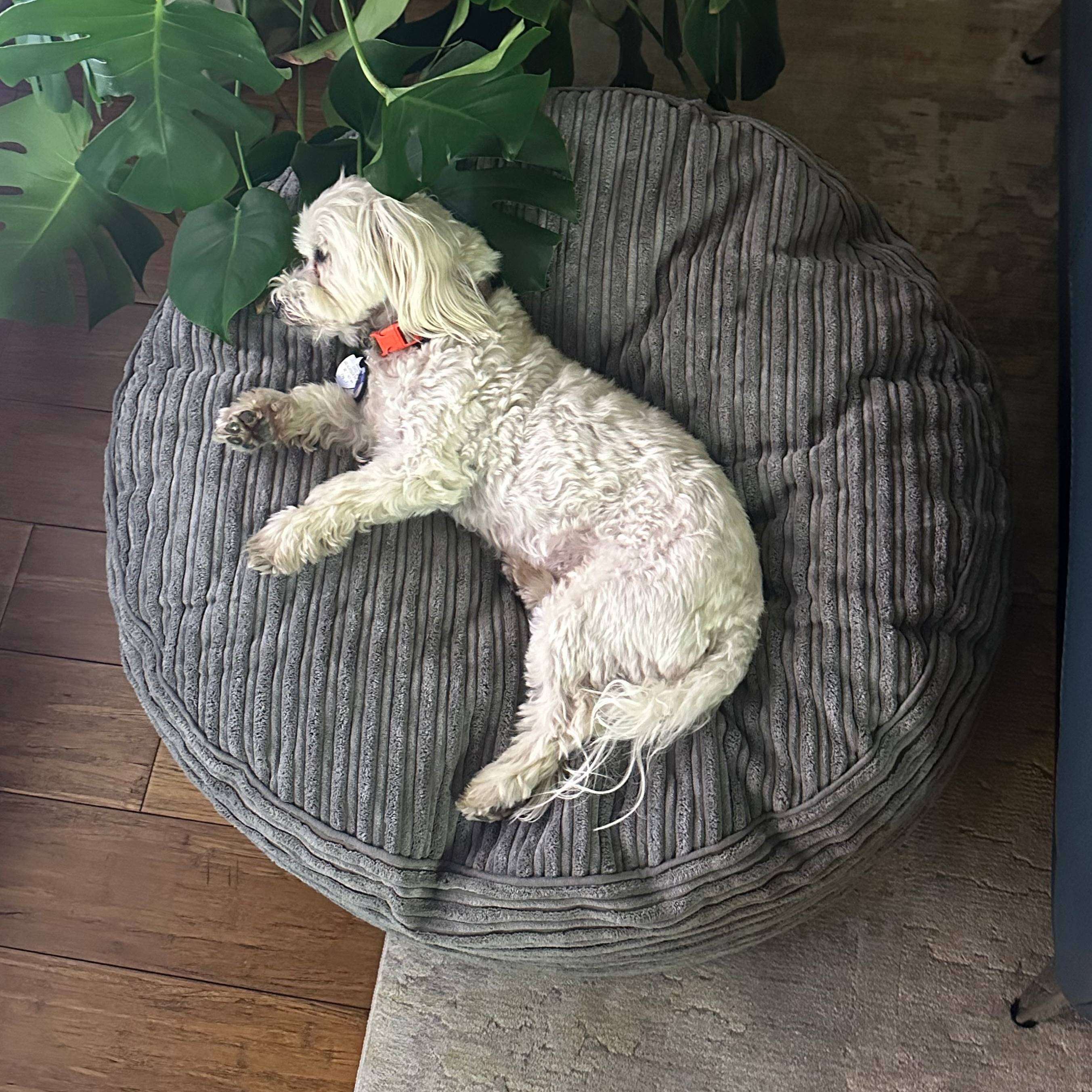 30 Inch Forever Dog Beds (Waterproof) - Terry Corduroy