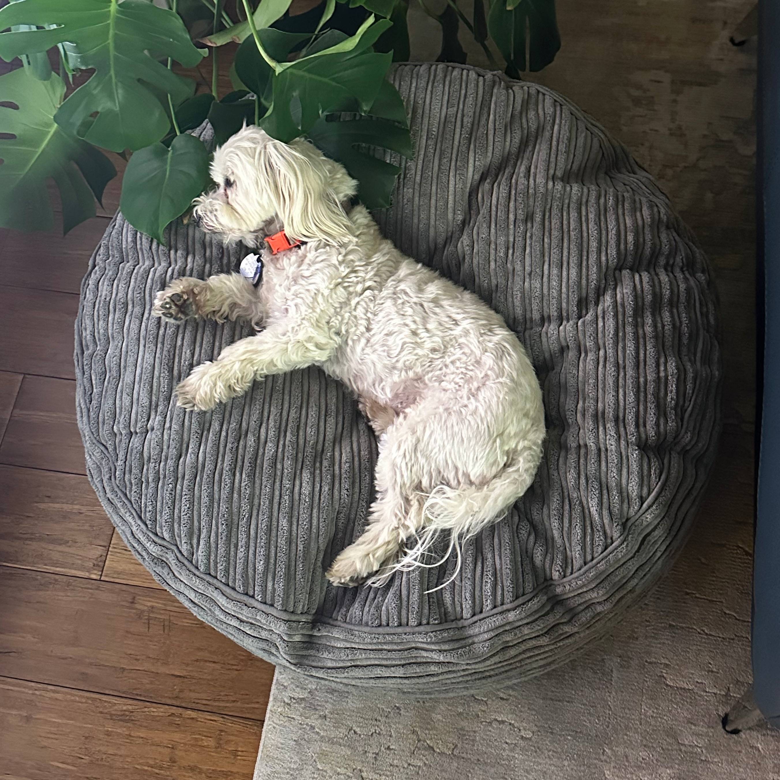 Brown 30 Inch Forever Dog Beds (Waterproof) - Terry Corduroy