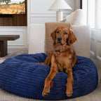A brown golden retriever dog sitting on a blue round dog bed in a living room setting.