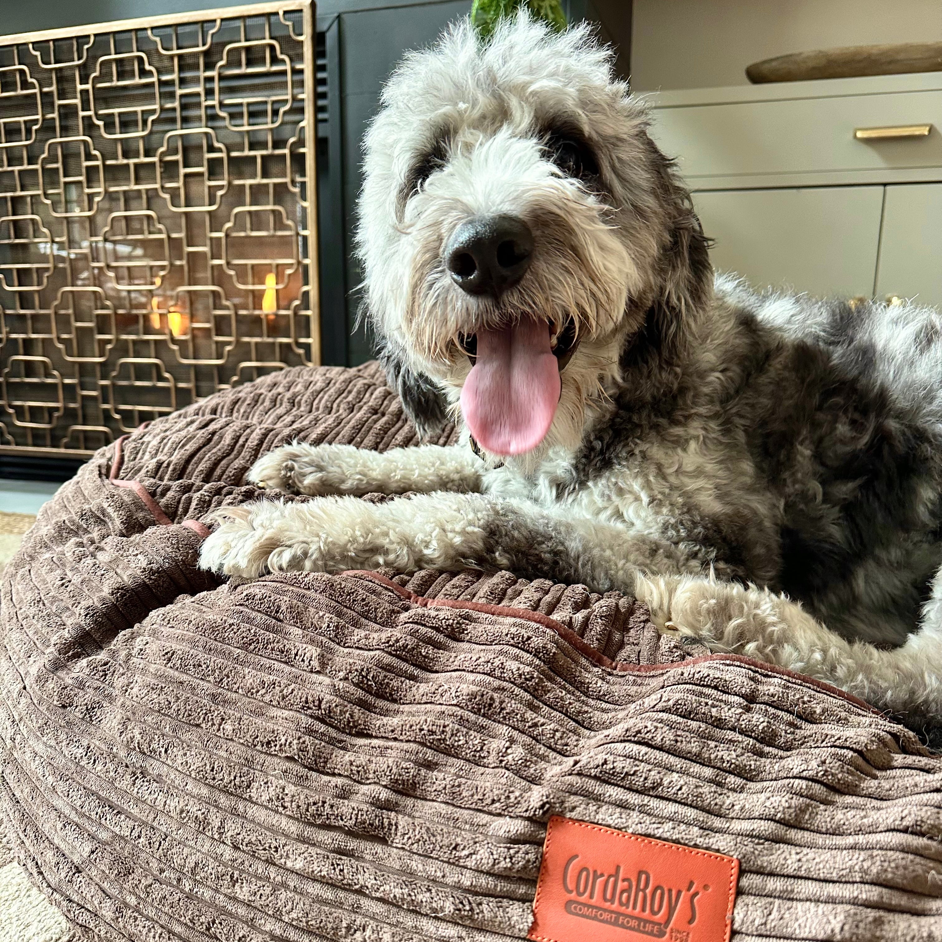 50 Inch Forever Dog Bed (Waterproof) - Terry Corduroy