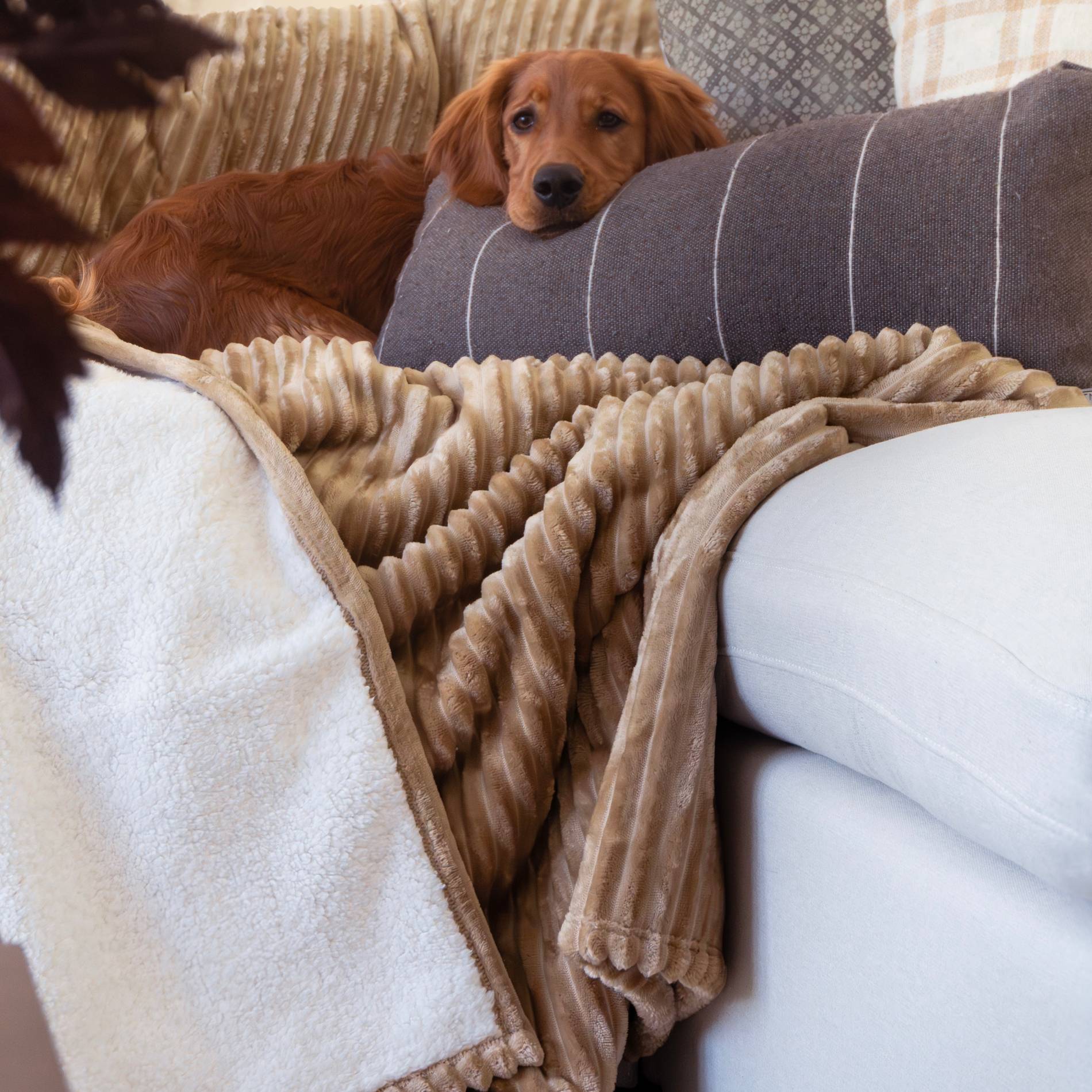 XXL Plush Corduroy Blanket