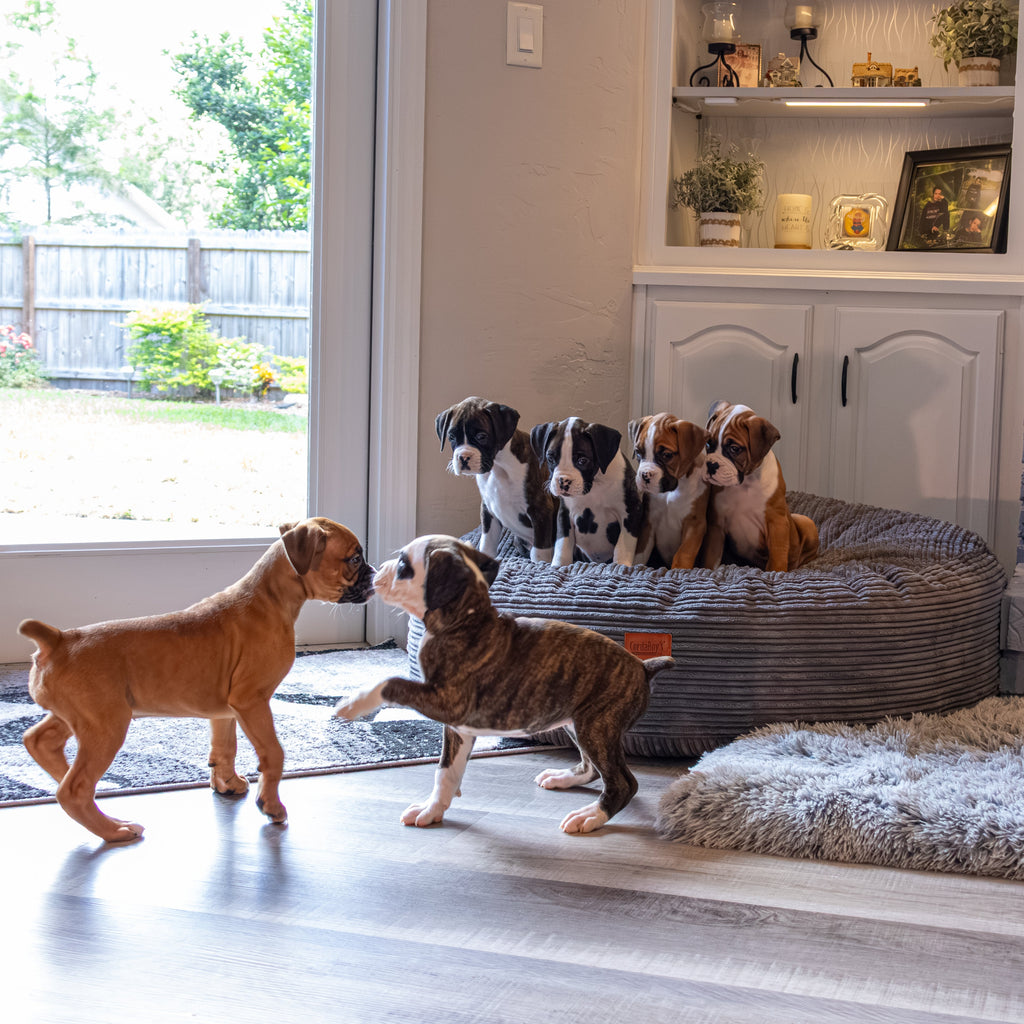 Group of puppies on a dog bed in a home setting with a large window.